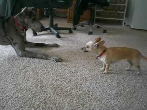 great dane