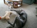 Chihuahua vs Great Dane Chihuahua vs Great Dane