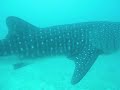 taurons ballena