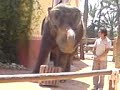 elephunk elephunk