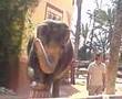 elephunk