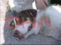 Animal abusers on the run, Denizli, Turkey