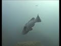 buceo en islas medas buceo en islas medas