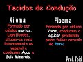 Biologia: Bot�nica - Histologia Vegetal 02 (Prof. Toid)