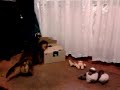 Maksik walka z pudełkiem 2009 12 02 godz.18 00.mp4