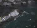 videos de Seattle Aquarium-Otters at play