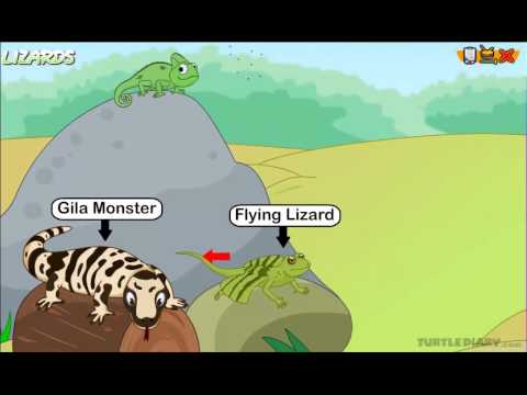 Types of Lizards & Reptiles *COOL* Animal Science for Kids!