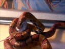Richloam The Snake Eats Again