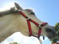 Patrick my pony jumping 1