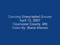Dancing Sharp-tailed Grouse