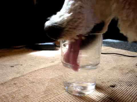 Dog Has Drinking Problem