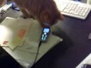 cat and mobile phone