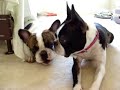 Dobby: A French Bulldog & Seal Hybrid Dobby: A French Bulldog & Seal Hybrid