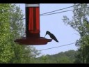 hummingbird wings hummingbird wings