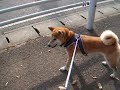 柴犬 未知との遭遇 The Shiba dog/The encounter with the strangeness