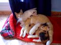 gatos en adopción