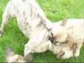 Serial French Bulldog Tag Team Wrestling