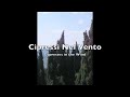 Cypresses in the Wind