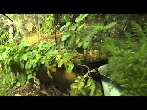 Bathtub Garden