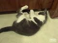 Part 2 from \"ORIGINAL Kittens discover the crack under door\"