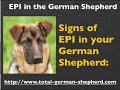 Exocrine Pancreatic Insufficiency in the German Shepherd - EPI