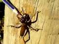 New Zealand Weta