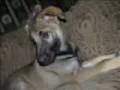 videos de German Shepherd Pup Rommel