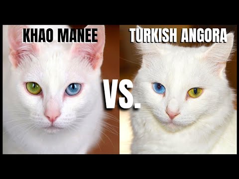 Khao Manee Cat VS. Turkish Angora Cat