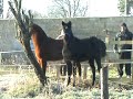 poulain a vendre:Triomphe du Plantis(bai)4000€ Triskelle du Plantis (noire) 1500€+ d'info sur www.ecurieduplantis.com