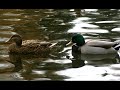 Baden bei Wien 2008_3.wmv