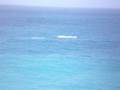 Whales