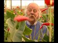 Het weer bij dolfijn anthuriums Het weer bij dolfijn anthuriums