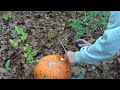 Attempting to light a pumpkin on FIre Attempting to light a pumpkin on FIre