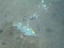 Tufted Puffin goes underwater to eat