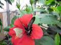 Butterfly House Blue Morphos