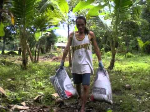 how to replant ginger