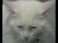 chienne et chat