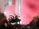 veitnam black,earth tiger,H.Minax