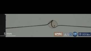 Scientists create novel 'liquid wire' material inspired by spiders' capture silk