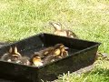 Ducks