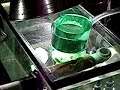 DIY Tilapia Egg tumbler part 2