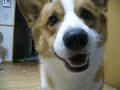 Goro@Welsh corgi 20071128 saury