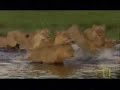 buffalos-attacking-lions.html