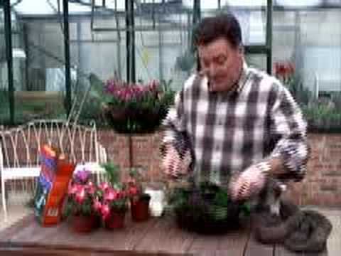 Hoggywart - One of the best ways to add summer colour to your garden or patio is with hanging baskets. Now is the perfect time to plant up baskets in order to give the p...
