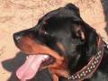 En memoria de Curra mi Rottweiler