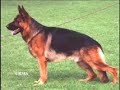 Cachorrinho Manco