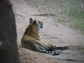 Machali the Tigress Queen of Ranthambhore, India