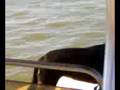 videos de Survivor Capers Island SC Pt. 5