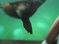 De São Miguel Arcanjo o Gustavo Trudes e o Laurindo no momento da alimentação do leão marinho no Aquario Municipal de Santos 
