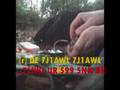 Afternoon QRP Adventure in JA1